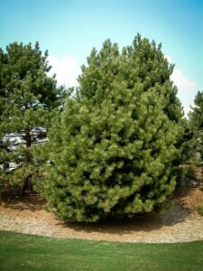 Сосна Чёрная (Pinus Nigra) купить по цене от 270.00р. в интернет-магазине «Посадика» с доставкой почтой в в Ялуторовске и по всей России – [изображение №1].