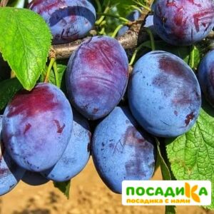 Слива Чачакская ранняя купить по цене от 229.00р. в интернет-магазине «Посадика» с доставкой почтой в в Ялуторовске и по всей России – [изображение №1].