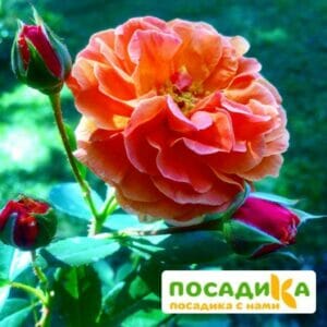 Роза Арабия купить по цене от 350.00р. в интернет-магазине «Посадика» с доставкой почтой в в Ялуторовске и по всей России – [изображение №1].