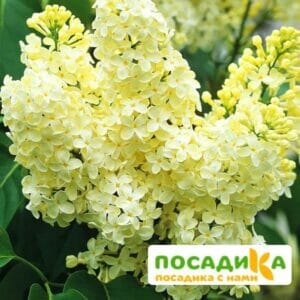 Сирень Примроуз (Primrose) купить по цене от 529.00р. в интернет-магазине «Посадика» с доставкой почтой в в Ялуторовске и по всей России – [изображение №1].