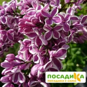 Сирень Сенсация купить по цене от 529.00р. в интернет-магазине «Посадика» с доставкой почтой в в Ялуторовске и по всей России – [изображение №1].