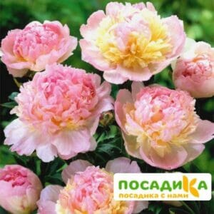 Пион Распберри Сандей (Paeonia Raspberry Sundae) купить по цене от 959р. в интернет-магазине «Посадика» с доставкой почтой в в Ялуторовске и по всей России – [изображение №1].