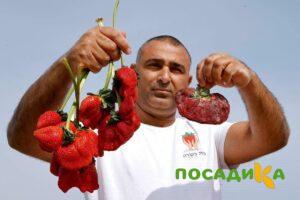 Клубника Гигант Джорнея купить по цене от 266р. в интернет-магазине «Посадика» с доставкой почтой в в Ялуторовске и по всей России – [изображение №1].