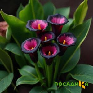 Калла Аура Лейс купить по цене от 400р. в интернет-магазине «Посадика» с доставкой почтой в в Ялуторовске и по всей России – [изображение №1].