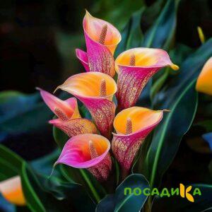Калла Оникс купить по цене от 450р. в интернет-магазине «Посадика» с доставкой почтой в в Ялуторовске и по всей России – [изображение №1].