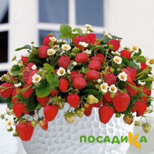 Клубника Рубиновый Шепот (горшечная) купить по цене от 240р. в интернет-магазине «Посадика» с доставкой почтой в в Ялуторовске и по всей России – [изображение №1].