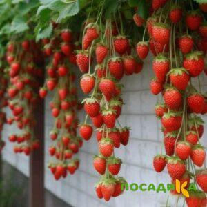 Клубника вьющаяся Комплимент купить по цене от 470р. в интернет-магазине «Посадика» с доставкой почтой в в Ялуторовске и по всей России – [изображение №1].