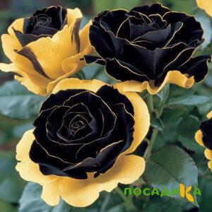 Роза Ханни Сикл купить по цене от 700р. в интернет-магазине «Посадика» с доставкой почтой в в Ялуторовске и по всей России – [изображение №1].