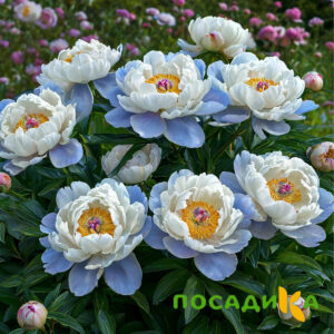 Пион акварельный Этюд купить по цене от 806р. в интернет-магазине «Посадика» с доставкой почтой в в Ялуторовске и по всей России – [изображение №1].
