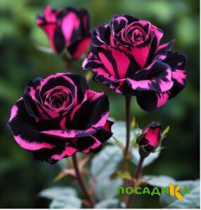 Роза Багровый Шепот купить по цене от 366р. в интернет-магазине «Посадика» с доставкой почтой в в Ялуторовске и по всей России – [изображение №1].