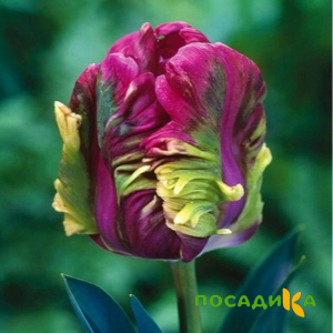 Тюльпан Экзотик Хэвен купить по цене от 186р. в интернет-магазине «Посадика» с доставкой почтой в в Ялуторовске и по всей России – [изображение №1].